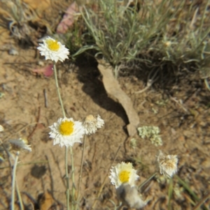 Leucochrysum albicans subsp. tricolor at Nicholls, ACT - 28 Nov 2015