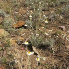 Leucochrysum albicans subsp. tricolor at Nicholls, ACT - 28 Nov 2015