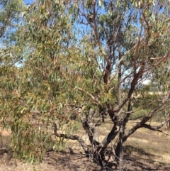 Eucalyptus melliodora (Yellow Box) at Nicholls, ACT - 30 Dec 2015 by gavinlongmuir