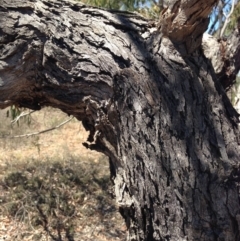 Eucalyptus melliodora at Percival Hill - 30 Dec 2015