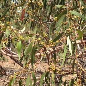 Eucalyptus melliodora at Percival Hill - 30 Dec 2015