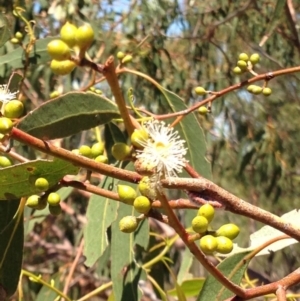 Eucalyptus melliodora at Percival Hill - 30 Dec 2015