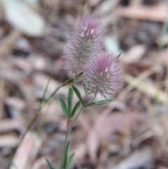 Trifolium arvense var. arvense (Haresfoot Clover) at Percival Hill - 28 Nov 2015 by gavinlongmuir