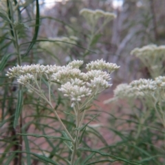 Cassinia longifolia (Shiny Cassinia, Cauliflower Bush) at Nicholls, ACT - 28 Nov 2015 by gavinlongmuir