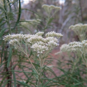 Cassinia longifolia at Nicholls, ACT - 28 Nov 2015 02:28 PM