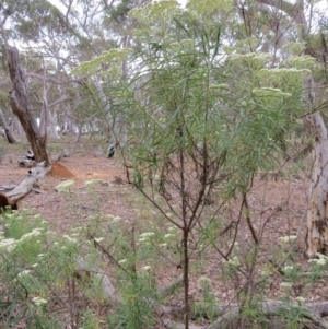 Cassinia longifolia at Nicholls, ACT - 28 Nov 2015 02:28 PM