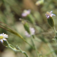 Vittadinia cuneata var. cuneata (Fuzzy New Holland Daisy) at Nicholls, ACT - 28 Nov 2015 by gavinlongmuir