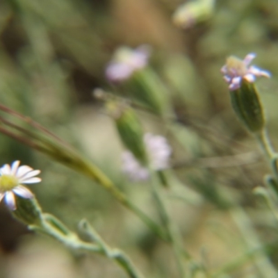 Vittadinia cuneata var. cuneata (Fuzzy New Holland Daisy) at Nicholls, ACT - 28 Nov 2015 by gavinlongmuir