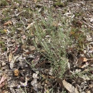 Vittadinia cuneata var. cuneata at Nicholls, ACT - 28 Nov 2015