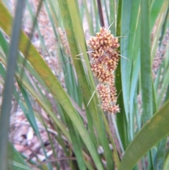 Lomandra longifolia (Spiny-headed Mat-rush, Honey Reed) at Nicholls, ACT - 28 Nov 2015 by gavinlongmuir