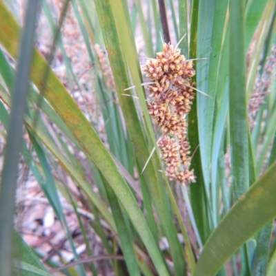 Lomandra longifolia (Spiny-headed Mat-rush, Honey Reed) at Nicholls, ACT - 28 Nov 2015 by gavinlongmuir