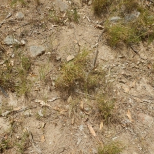 Calotis lappulacea at Stromlo, ACT - 1 Jan 2016