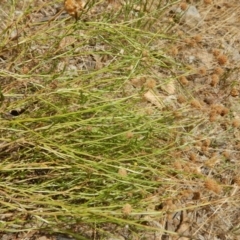 Calotis lappulacea at Stromlo, ACT - 1 Jan 2016