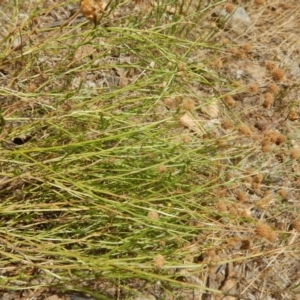 Calotis lappulacea at Stromlo, ACT - 1 Jan 2016