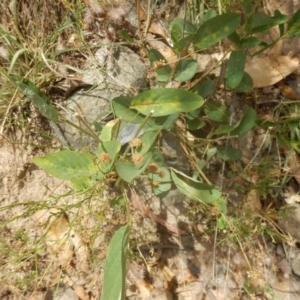 Oxytes brachypoda at Stromlo, ACT - 1 Jan 2016