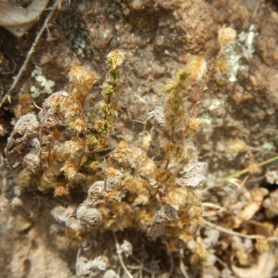 Cheilanthes distans (Bristly Cloak Fern) at Stony Creek - 1 Jan 2016 by MichaelMulvaney