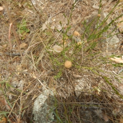 Calotis lappulacea (Yellow Burr Daisy) at Stromlo, ACT - 1 Jan 2016 by MichaelMulvaney