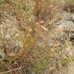 Calotis lappulacea (Yellow Burr Daisy) at Stromlo, ACT - 1 Jan 2016 by MichaelMulvaney