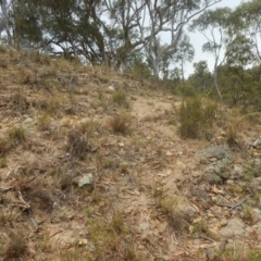 Calotis lappulacea at Stromlo, ACT - 1 Jan 2016 01:15 PM