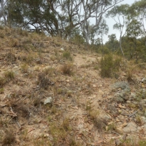 Calotis lappulacea at Stromlo, ACT - 1 Jan 2016 01:15 PM