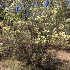 Bursaria spinosa subsp. lasiophylla at Nicholls, ACT - 30 Dec 2015 11:28 AM