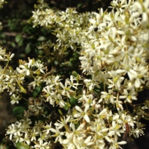 Bursaria spinosa subsp. lasiophylla at Nicholls, ACT - 30 Dec 2015 11:28 AM