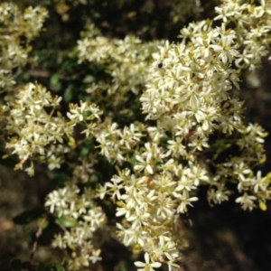 Bursaria spinosa subsp. lasiophylla at Nicholls, ACT - 30 Dec 2015 11:28 AM