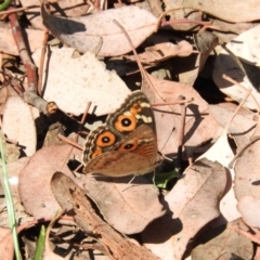 Junonia villida (Meadow Argus) at Fyshwick, ACT - 31 Dec 2015 by RyuCallaway