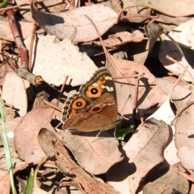 Junonia villida (Meadow Argus) at Jerrabomberra Wetlands - 31 Dec 2015 by RyuCallaway