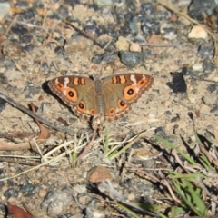 Junonia villida (Meadow Argus) at Jerrabomberra, ACT - 29 Dec 2015 by RyuCallaway