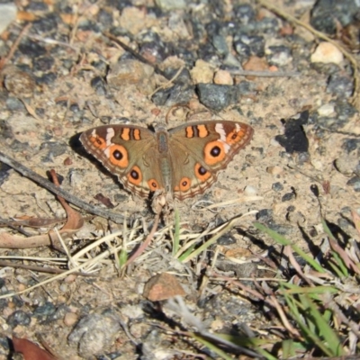 Junonia villida (Meadow Argus) at Jerrabomberra, ACT - 29 Dec 2015 by RyuCallaway