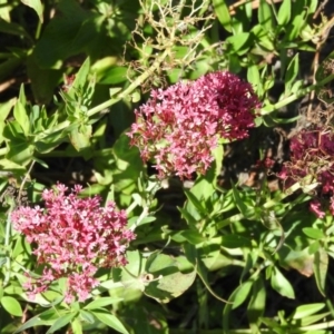 Centranthus ruber at Jerrabomberra, ACT - 30 Dec 2015