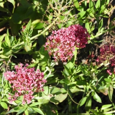 Centranthus ruber (Red Valerian, Kiss-me-quick, Jupiter's Beard) at Jerrabomberra, ACT - 29 Dec 2015 by ArcherCallaway