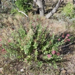 Centranthus ruber at Jerrabomberra, ACT - 30 Dec 2015