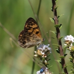 Heteronympha cordace (Bright-eyed Brown) at Paddys River, ACT - 14 Dec 2015 by SuziBond