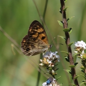 Heteronympha cordace at Paddys River, ACT - 14 Dec 2015 12:00 AM