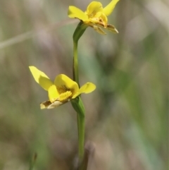 Diuris monticola (Highland Golden Moths) at Paddys River, ACT - 14 Dec 2015 by SuziBond
