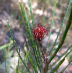 Allocasuarina littoralis (Black She-oak) at Mount Fairy, NSW - 24 Oct 2015 by JanetRussell