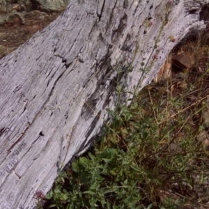 Centranthus ruber at Symonston, ACT - 27 Dec 2015 10:13 AM