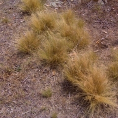 Nassella trichotoma (Serrated Tussock) at Symonston, ACT - 27 Dec 2015 by Mike
