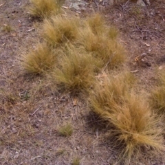 Nassella trichotoma (Serrated Tussock) at Symonston, ACT - 26 Dec 2015 by Mike