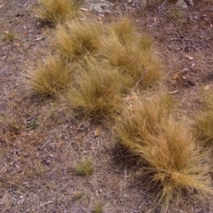 Nassella trichotoma at Symonston, ACT - 27 Dec 2015