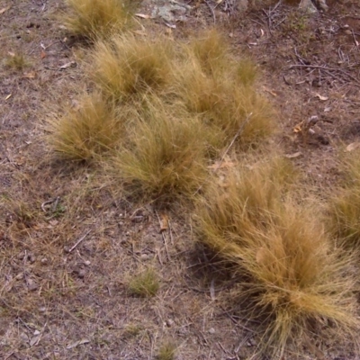 Nassella trichotoma (Serrated Tussock) at Symonston, ACT - 27 Dec 2015 by Mike