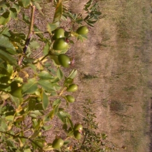 Rosa canina at Jerrabomberra, ACT - 27 Dec 2015