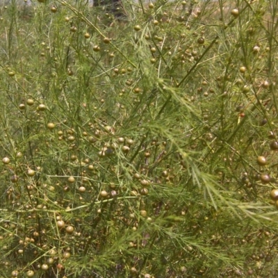 Asparagus officinalis (Asparagus) at Mount Mugga Mugga - 27 Dec 2015 by Mike