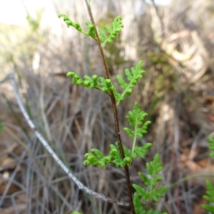 Cheilanthes austrotenuifolia at Mount Fairy, NSW - 25 Oct 2015 10:53 AM