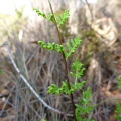 Cheilanthes austrotenuifolia at Mount Fairy, NSW - 25 Oct 2015