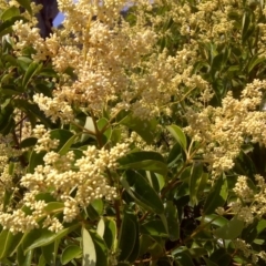 Ligustrum lucidum (Large-leaved Privet) at Symonston, ACT - 27 Dec 2015 by Mike