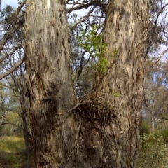 Ligustrum sinense (Narrow-leaf Privet, Chinese Privet) at Garran, ACT - 27 Dec 2015 by Mike