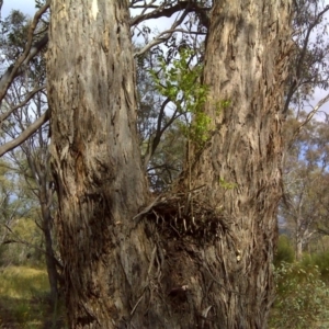 Ligustrum sinense at Garran, ACT - 27 Dec 2015 09:27 AM